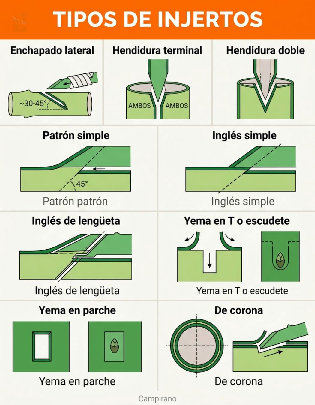 injertos, tipos