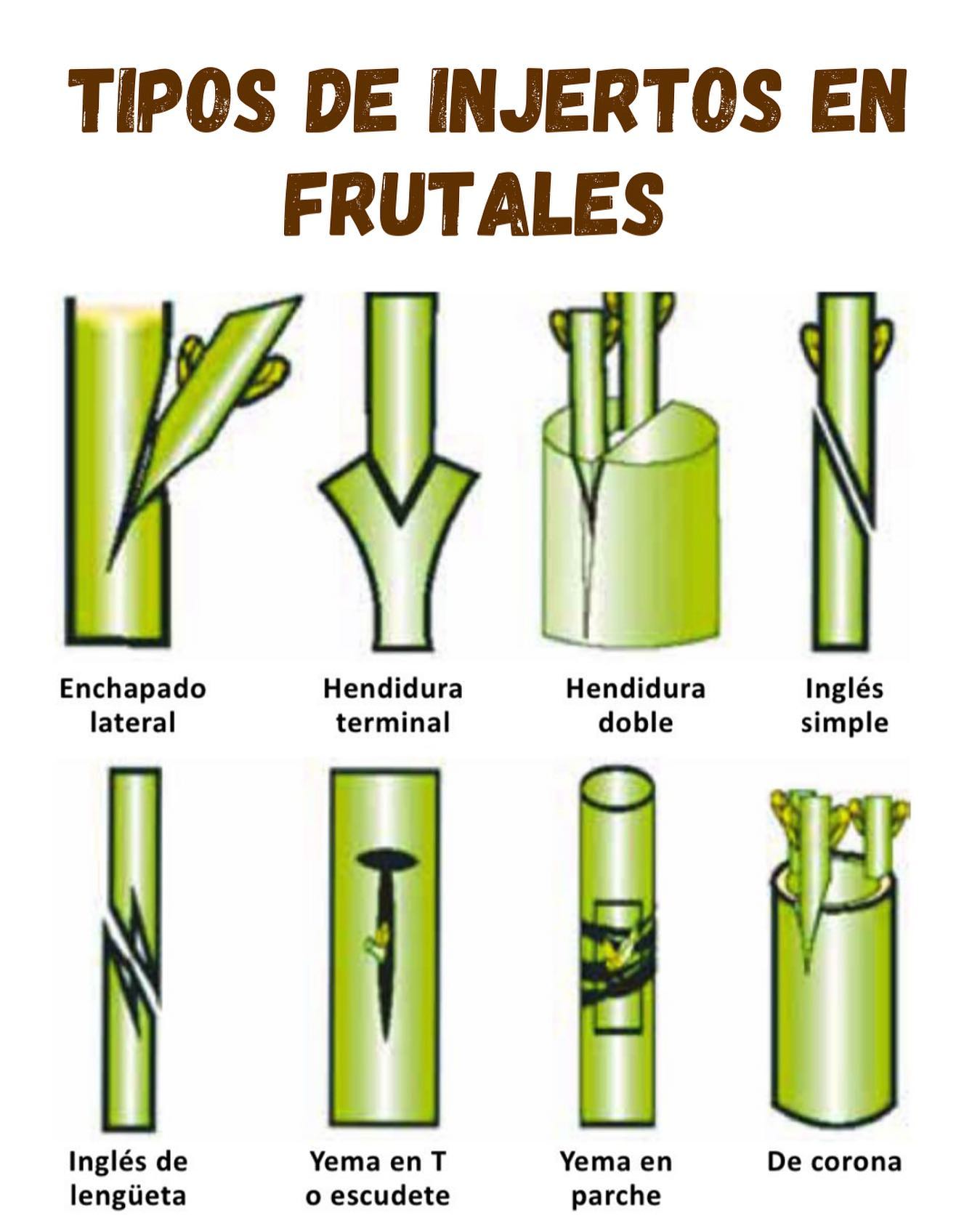 injertos
