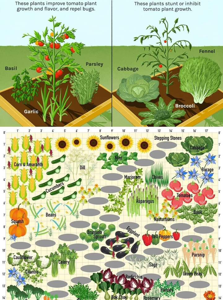 jardin