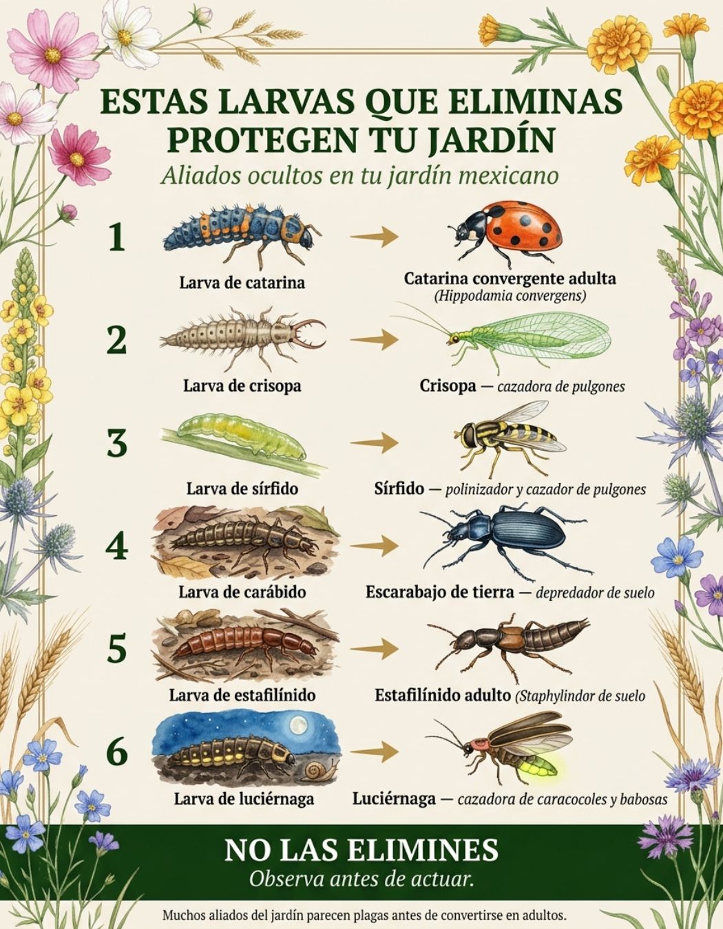 larvas, jardin