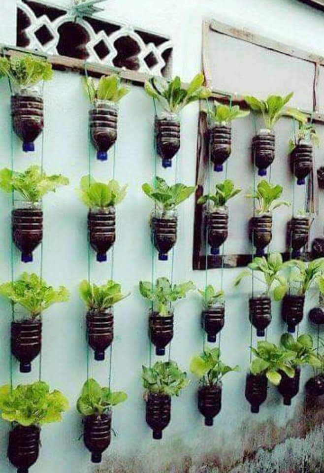 lechuga, maceta