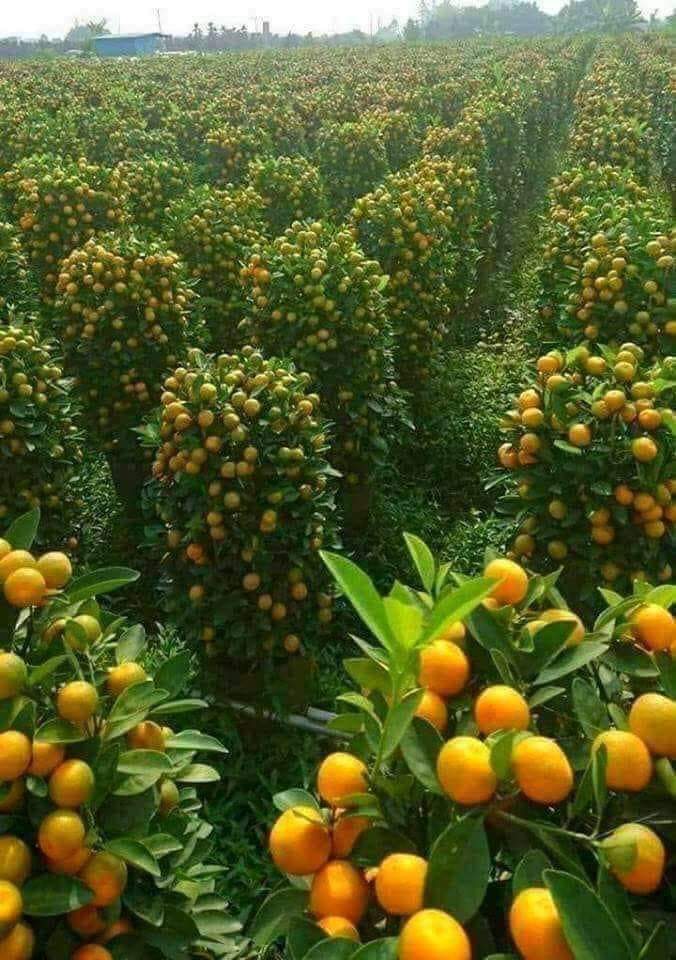 limon, plantacion