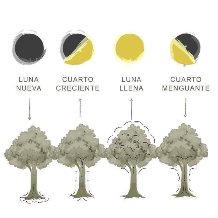 luna
