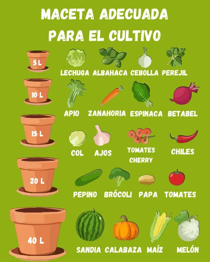 maceta, cultivo