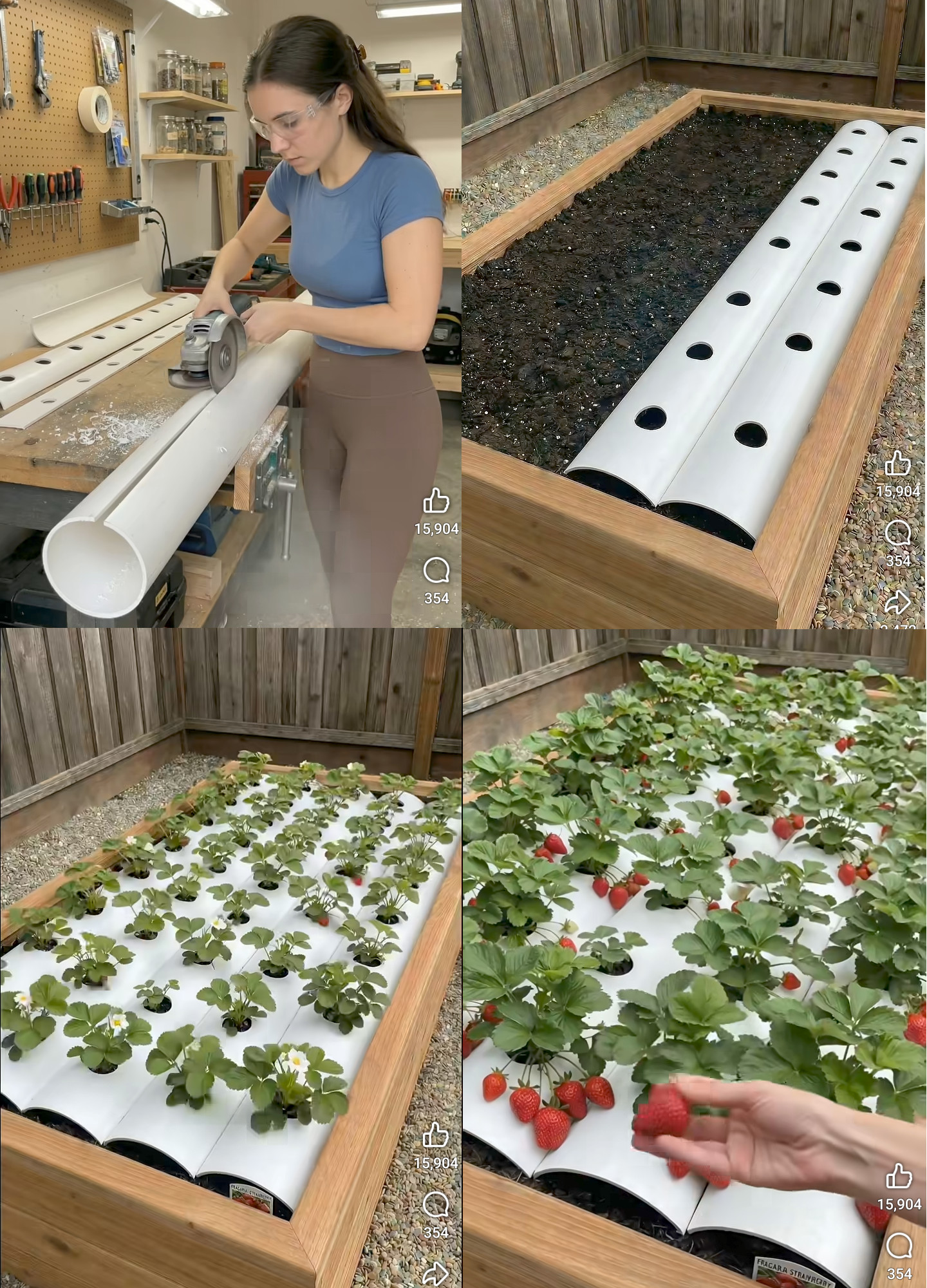 maceta, frutilla