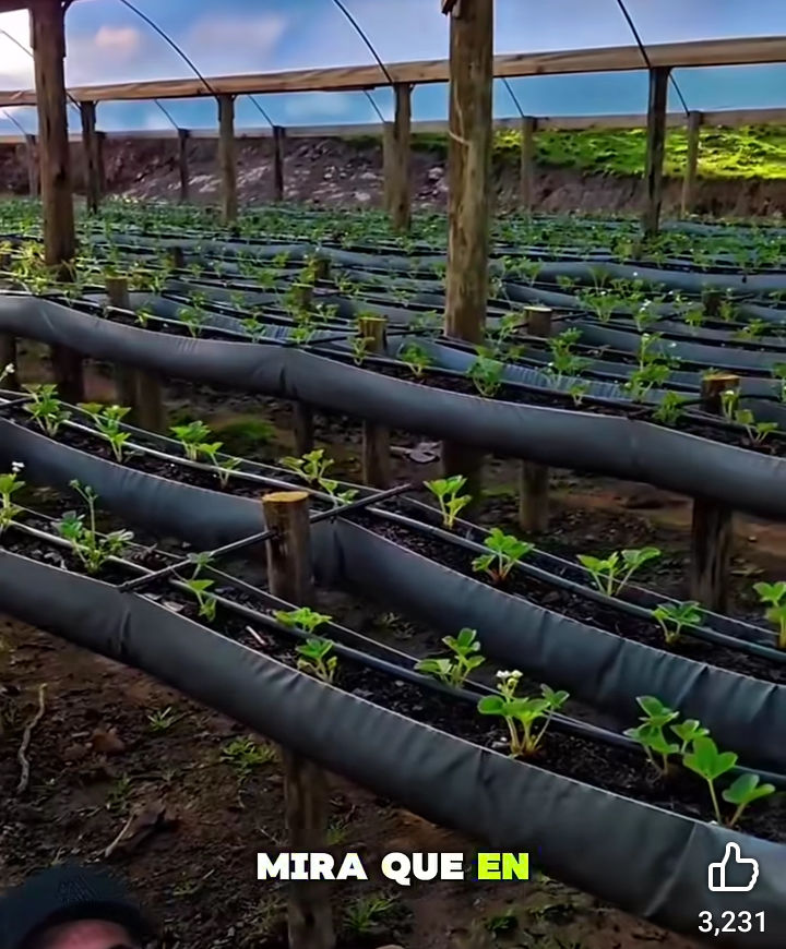 maceta, frutilla