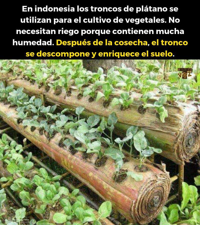maceta, platano