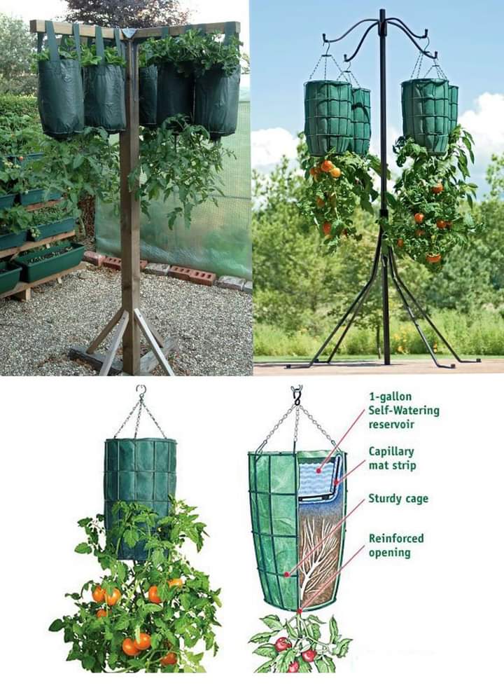 maceta, tomate
