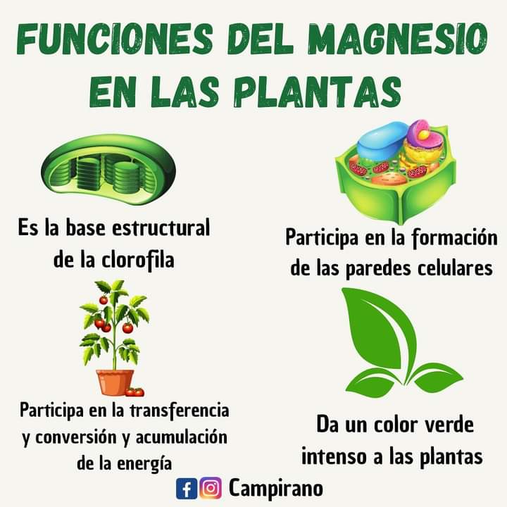 magnesio