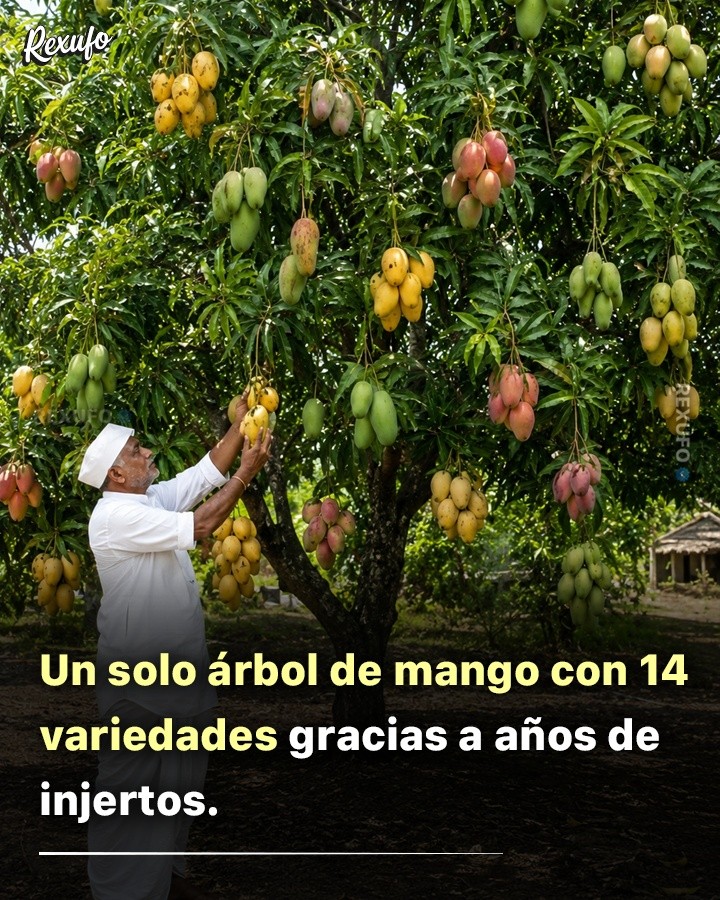 mango, injertos