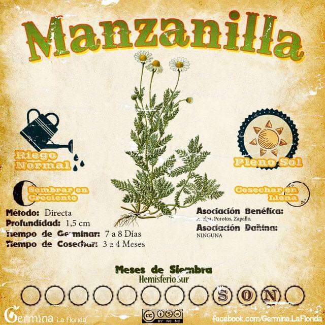 manzanilla
