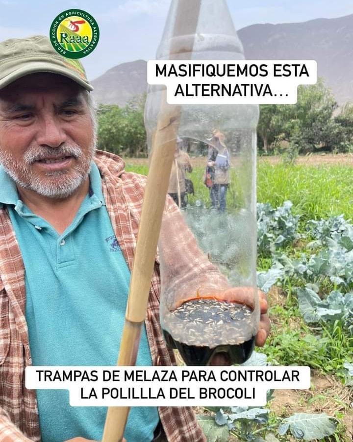 melaza