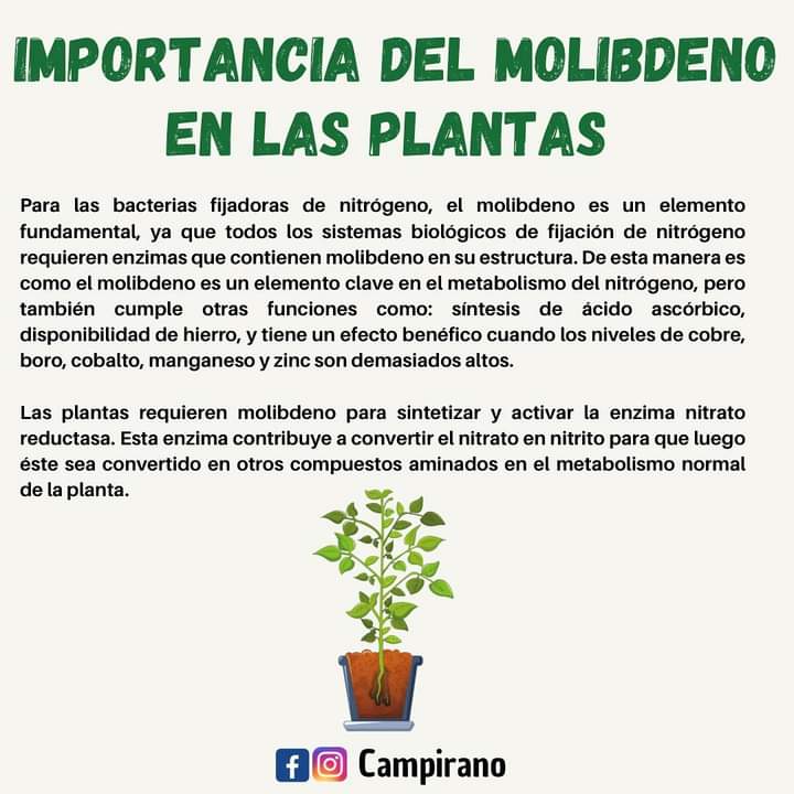 molibdeno