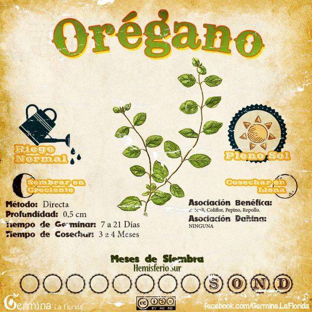 oregano