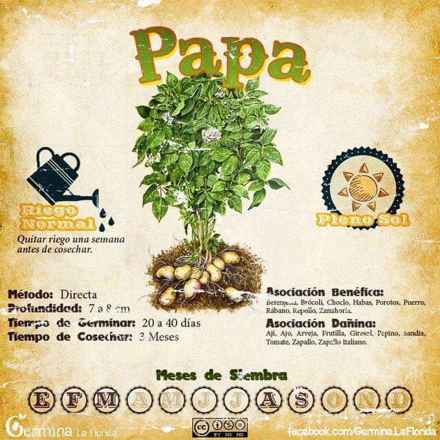 papa