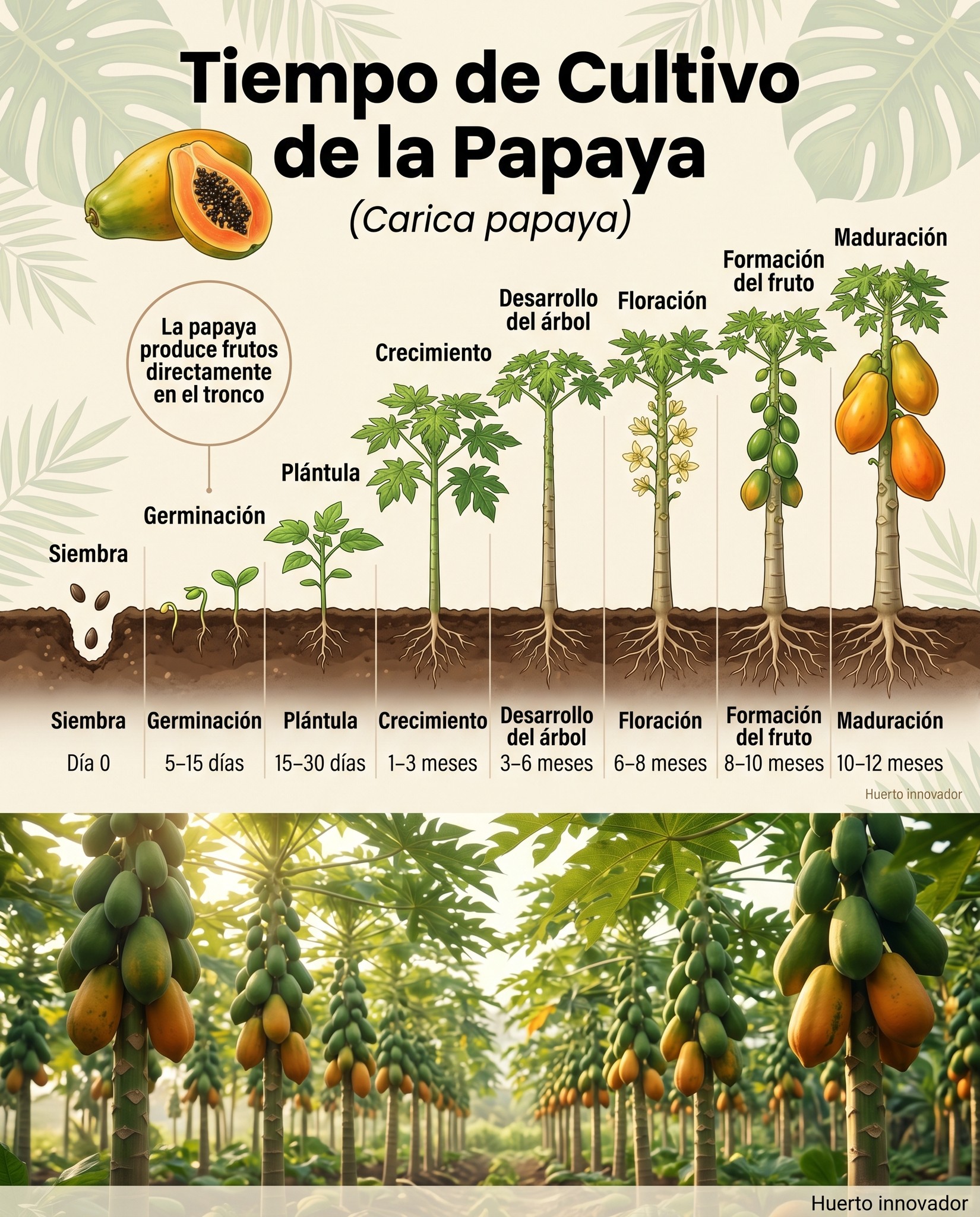 papaya, tiempo, cultivo