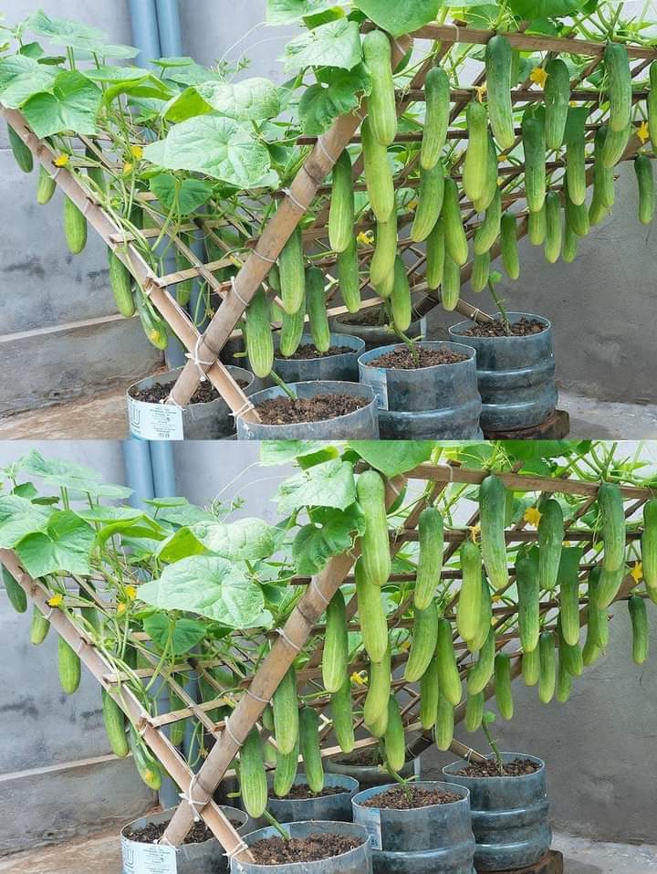 pepino, estructura