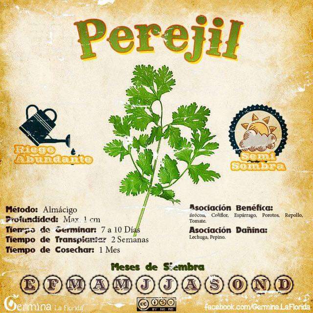 perejil