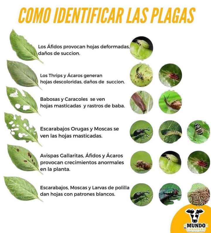 plagas