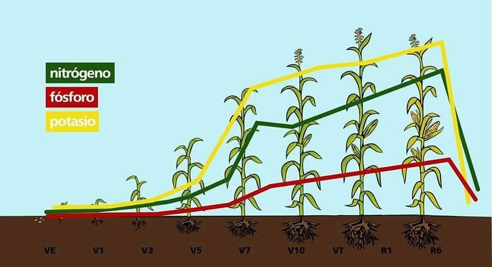 plantas, nutrientes