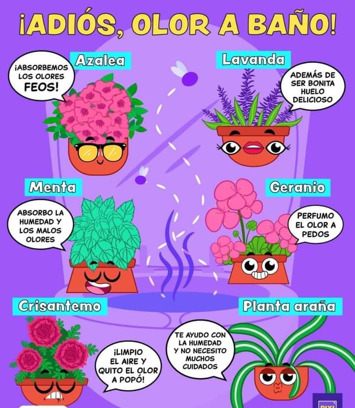 plantas, olores