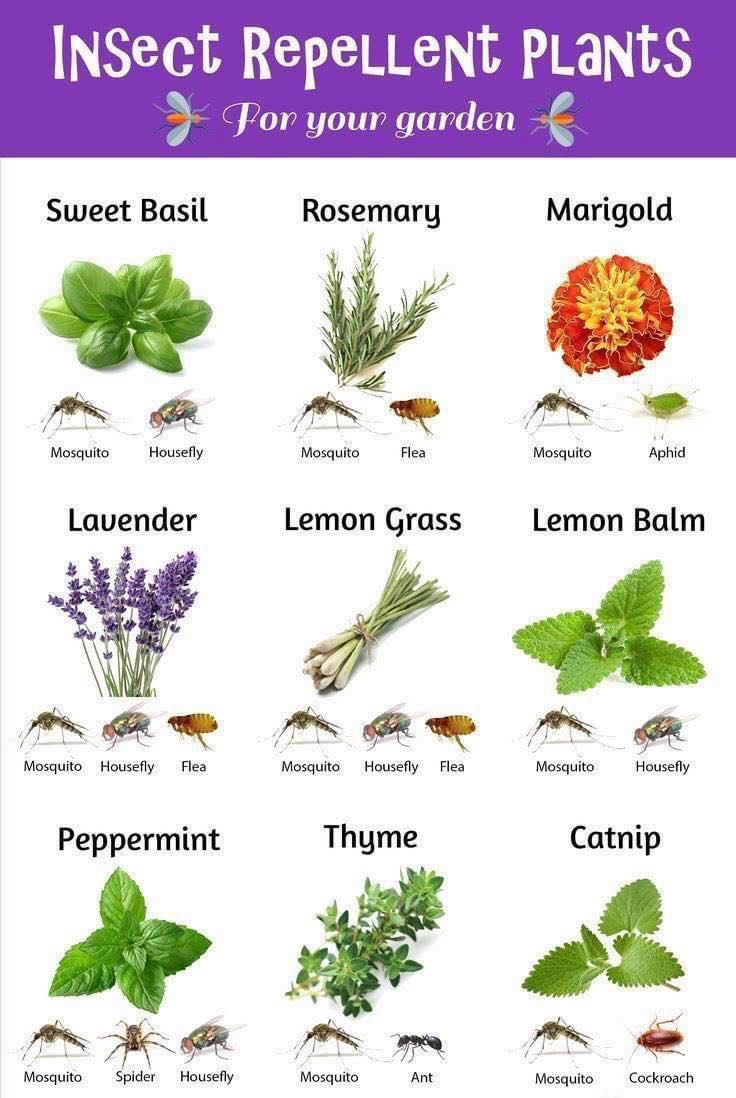 plantas, repelentes
