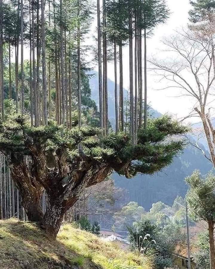 poda, daisugi