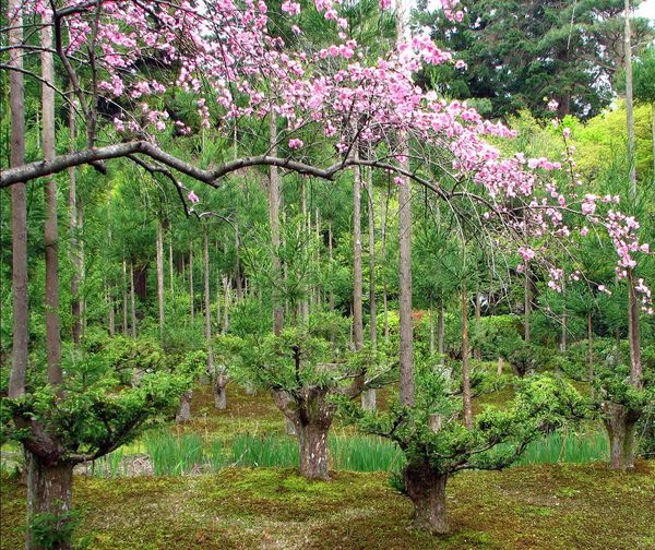 poda, daisugi