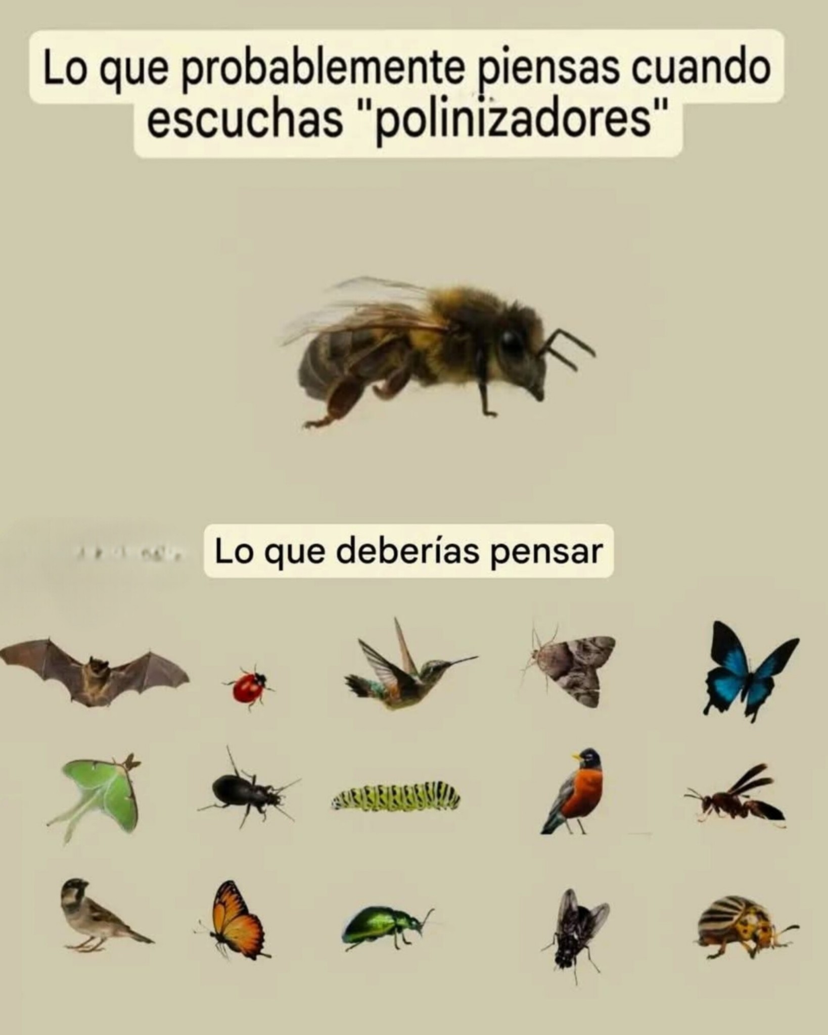 polinizadores