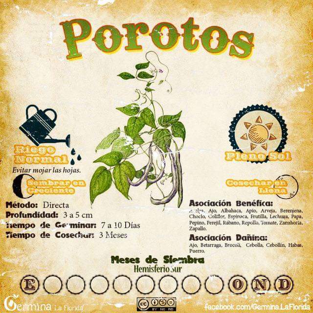 porotos