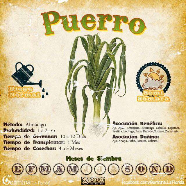 puerro