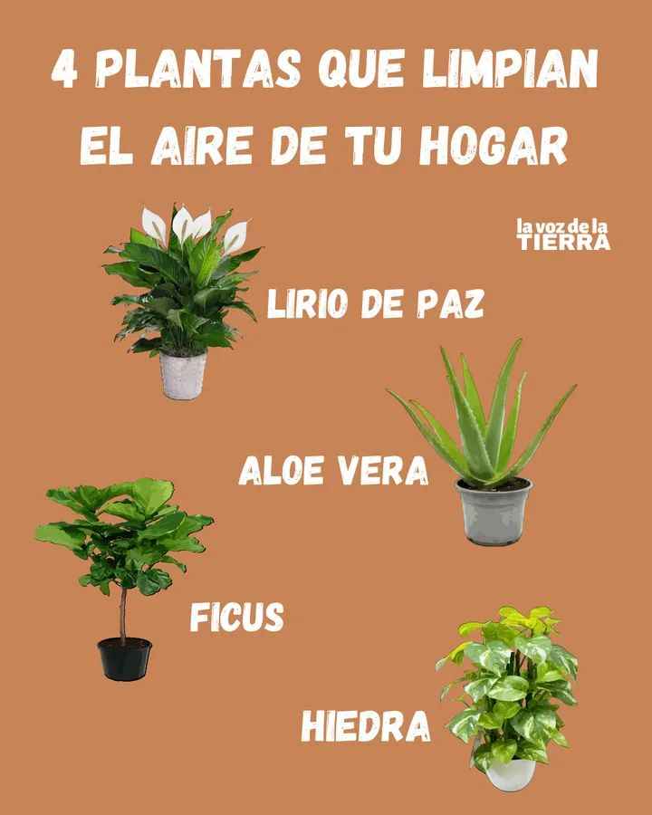 purificar