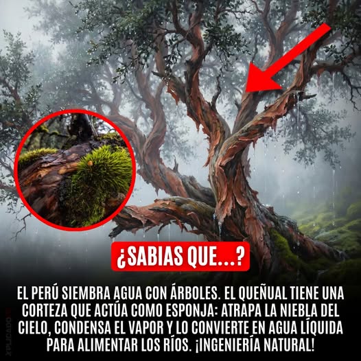 quenual