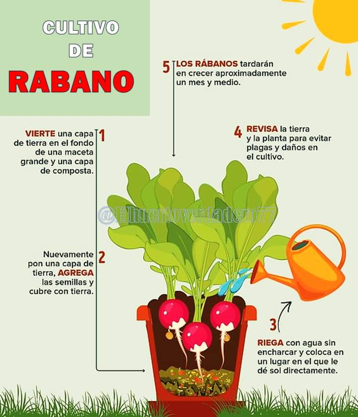 rabano