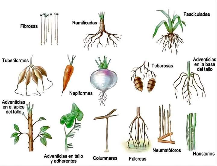 raices, tipos