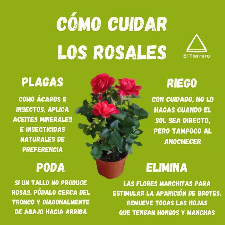 rosales
