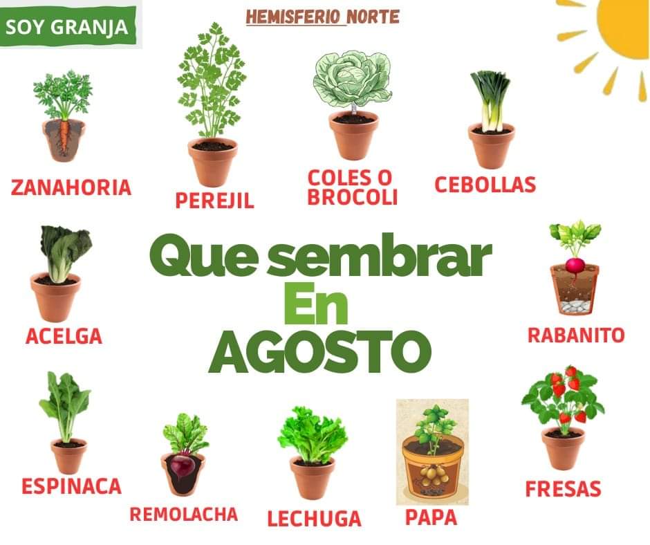 sembrar, agosto