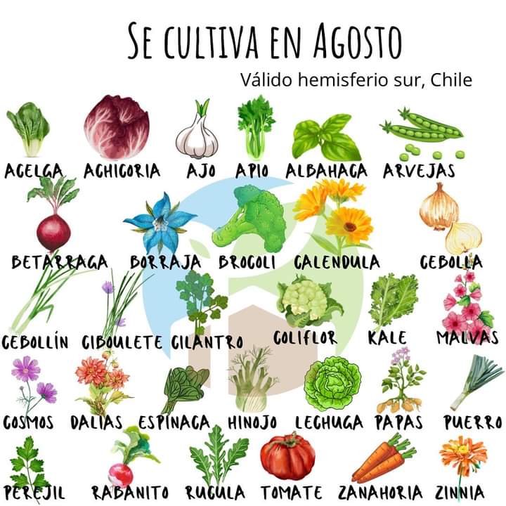 sembrar, agosto