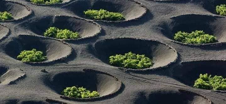 sembrio, uvas