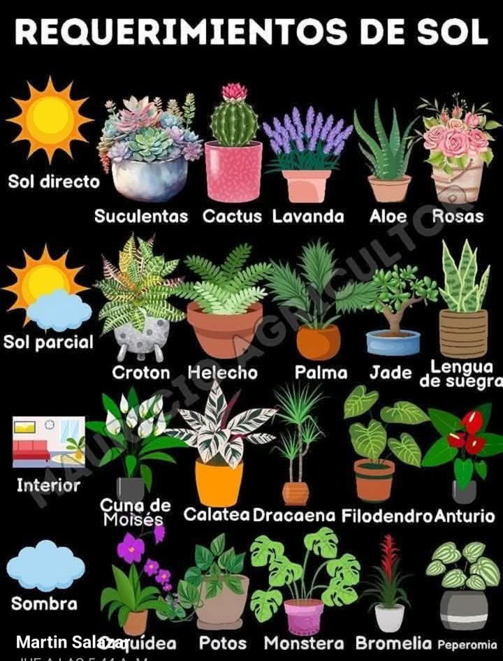 sol, requrimientos