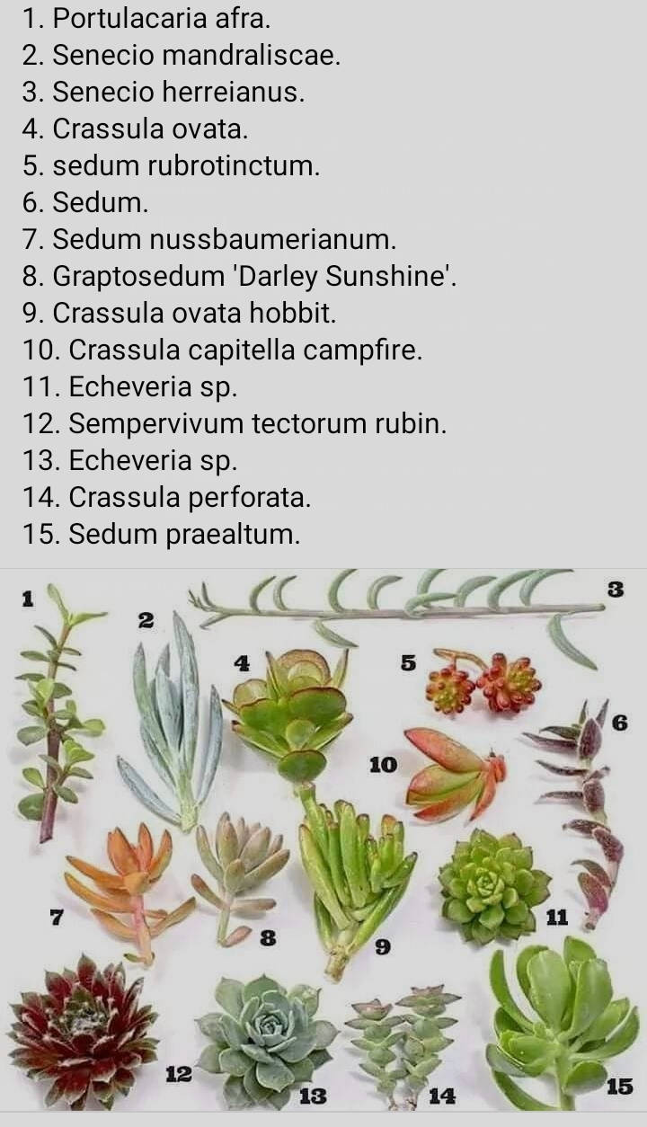 suculentas