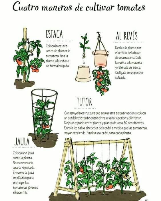 tomate
