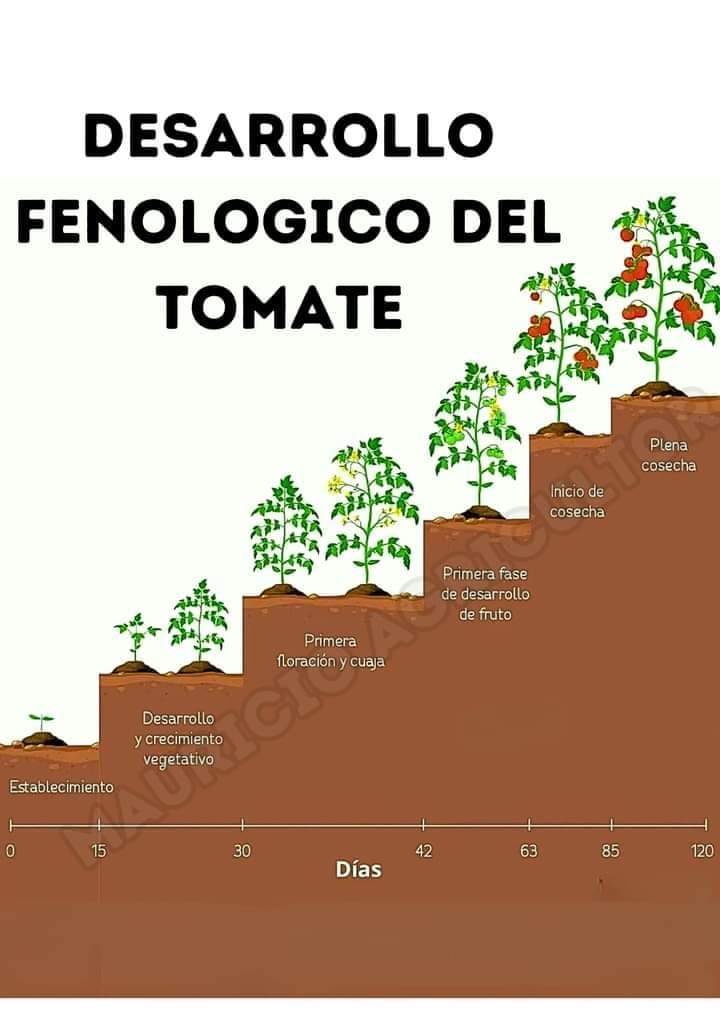 tomate