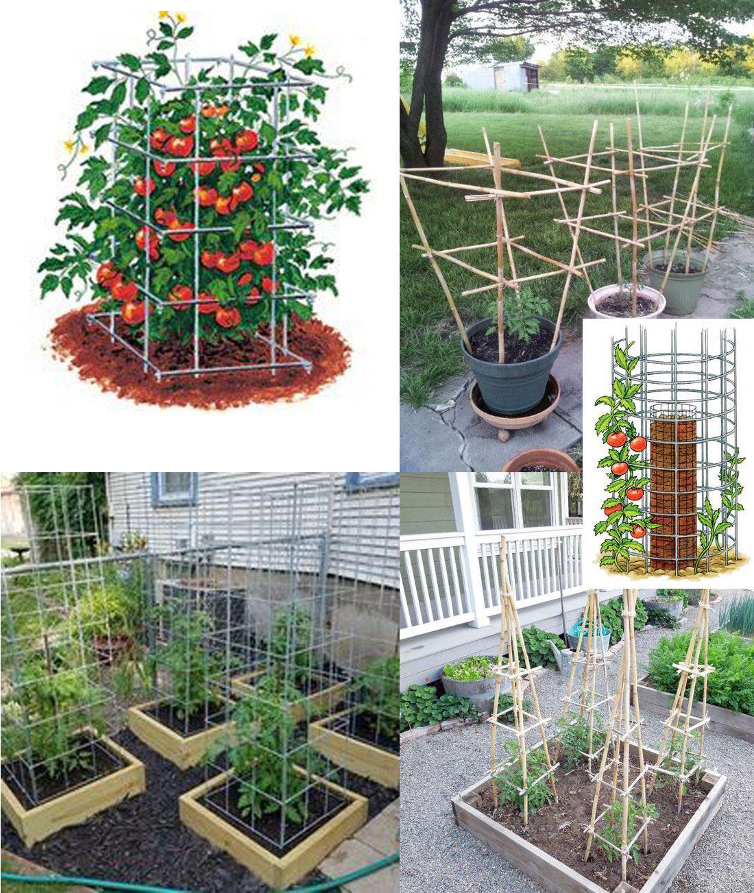 tomate, caja