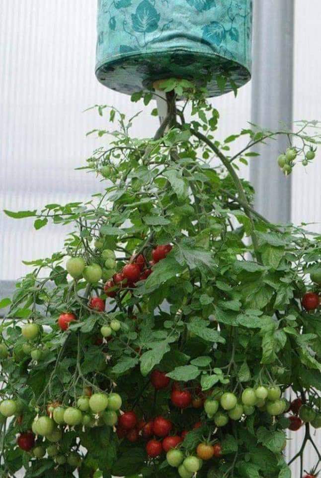 tomate, maceta
