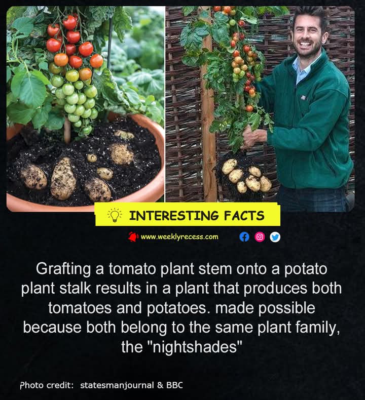 tomate, papa