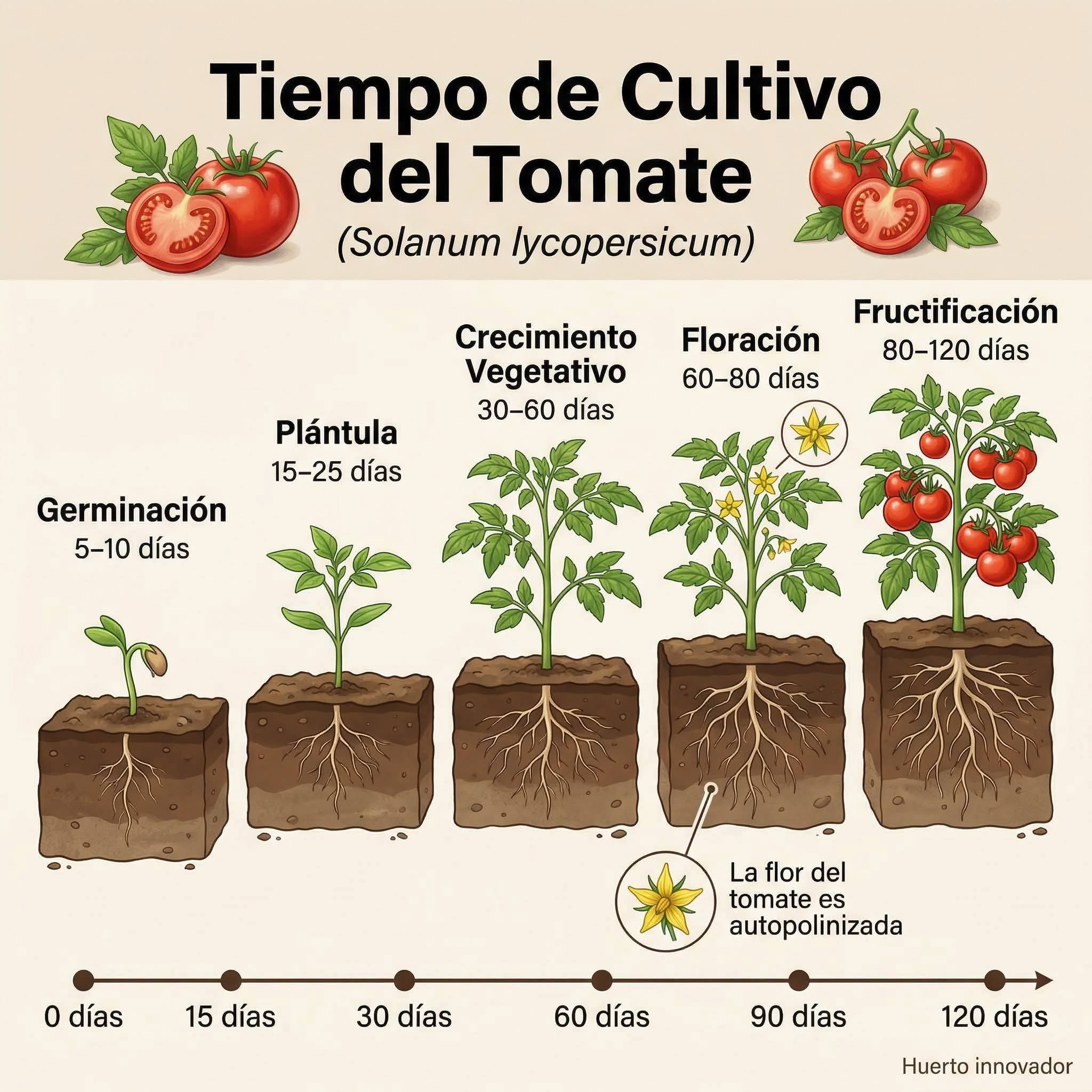 tomate, tiempo, cultivo