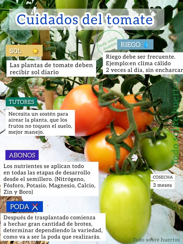 tomate