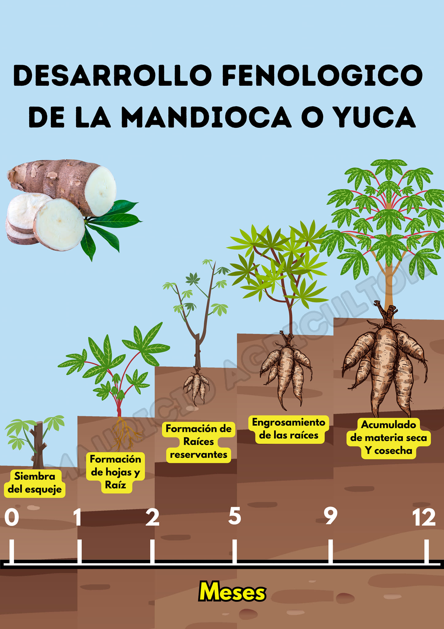 yuca