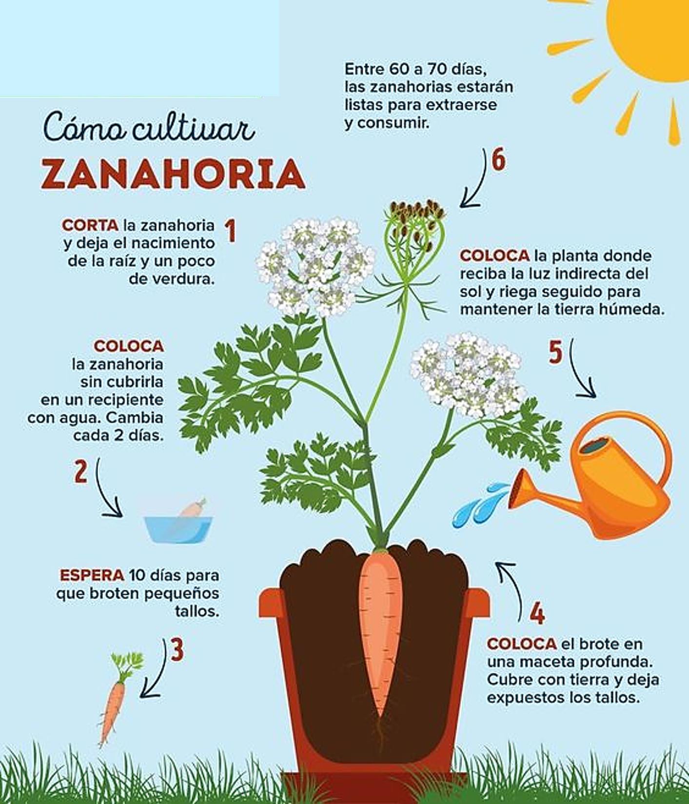 zanahoria, cultivar